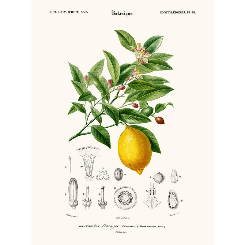 Sciences Naturelles - Limonaire, Citronier