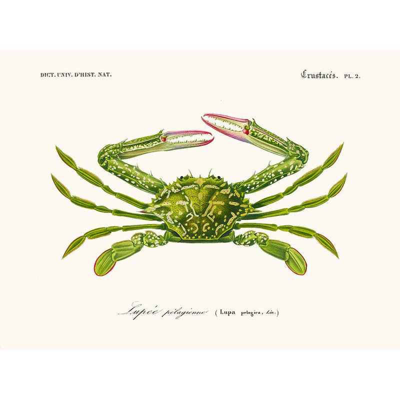Sciences Naturelles - Lupée Par D'Orbigny