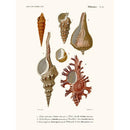 Sciences Naturelles - Mollusques Pl21