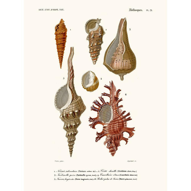 Sciences Naturelles - Mollusques Pl21