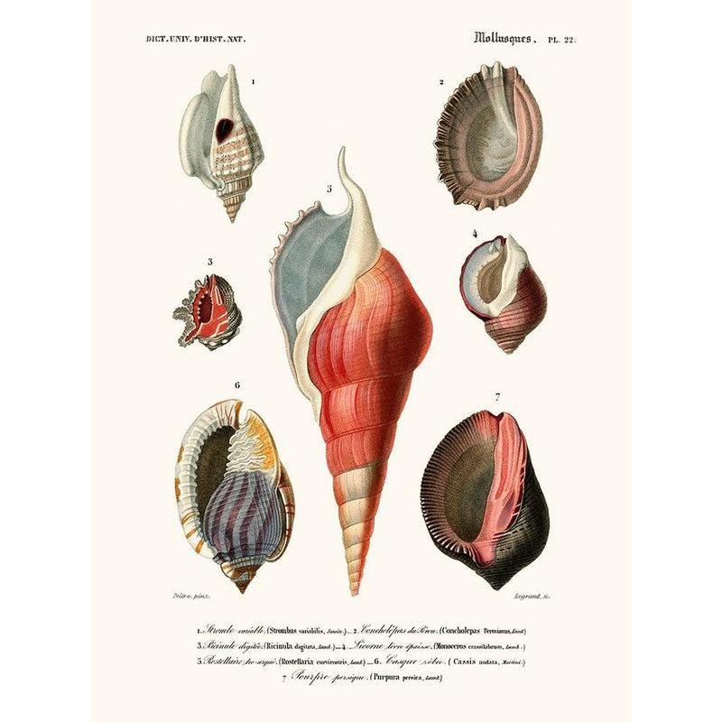 Sciences Naturelles - Mollusques Pl22
