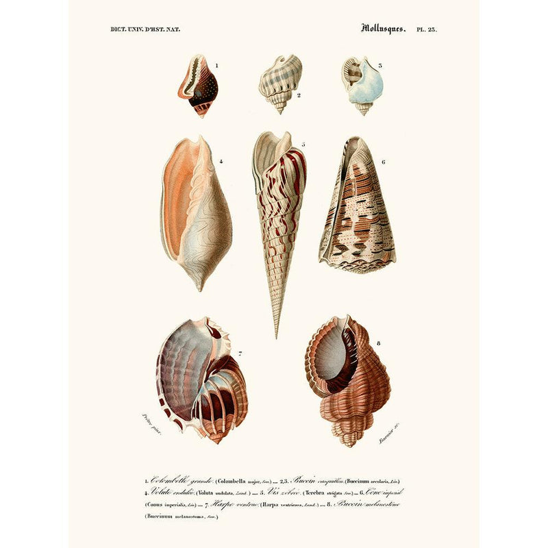 Sciences Naturelles - Mollusques Pl23