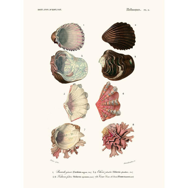 Sciences Naturelles - Mollusques Pl5