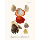 Sciences Naturelles - Mollusques Pl8