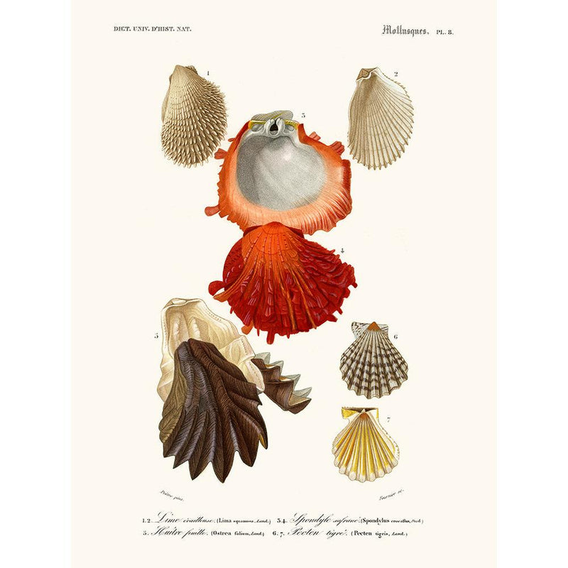Sciences Naturelles - Mollusques Pl8