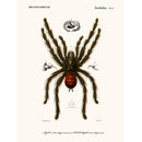 Sciences Naturelles - Mygale