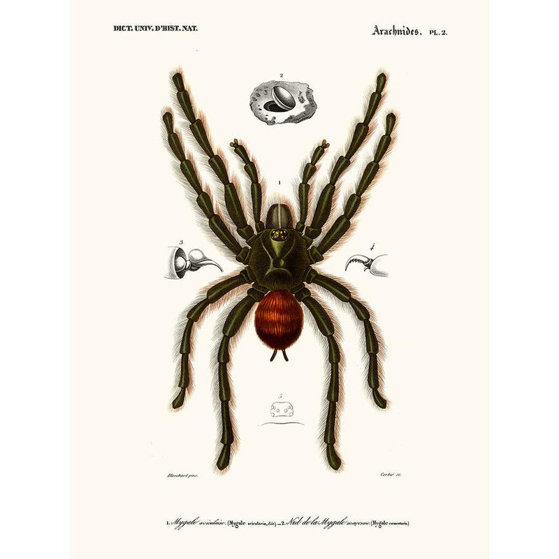 Sciences Naturelles - Mygale