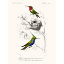 Sciences Naturelles - Oiseau Mouche