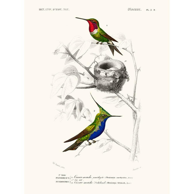 Sciences Naturelles - Oiseau Mouche