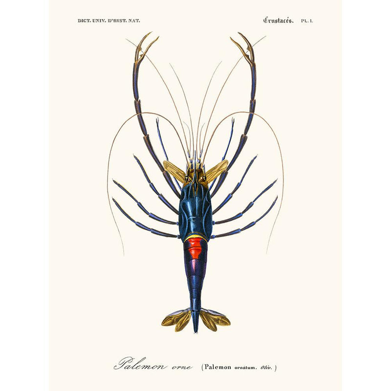 Sciences Naturelles - Palémon