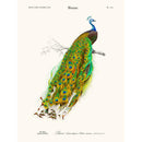 Sciences Naturelles - Paon