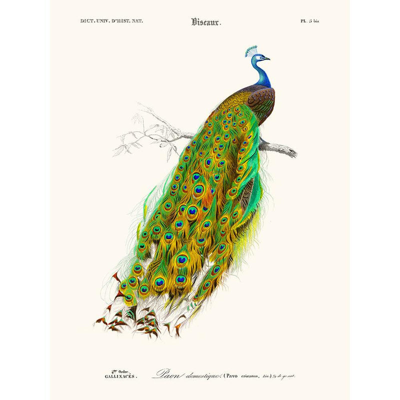 Sciences Naturelles - Paon