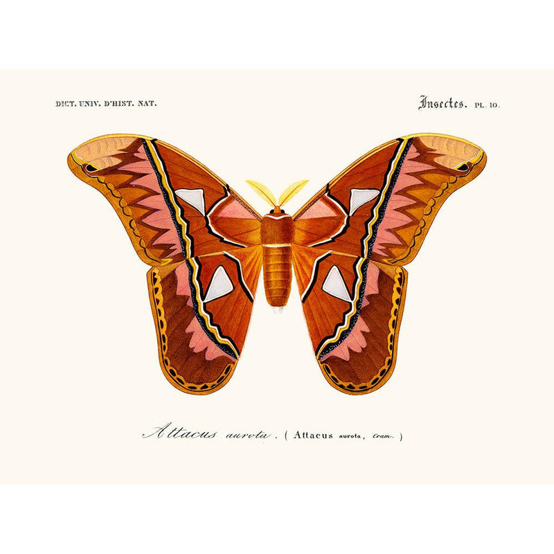 Sciences Naturelles - Papillon Attacus