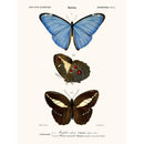 Sciences Naturelles - Papillon Morpho