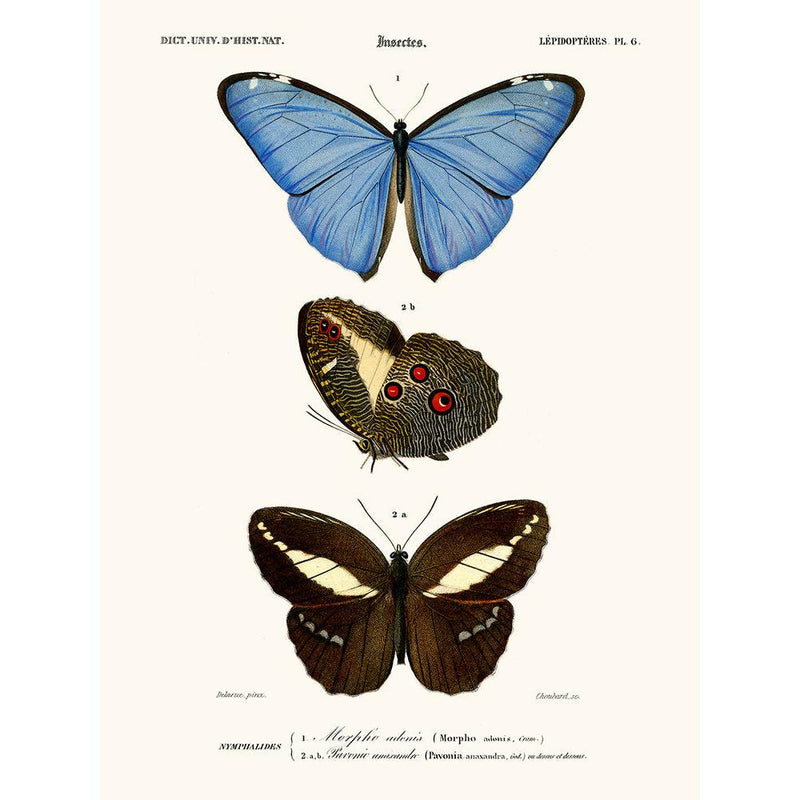 Sciences Naturelles - Papillon Morpho