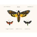 Sciences Naturelles - Papillon Sphinx