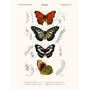 Sciences Naturelles - Papillon Vanesse