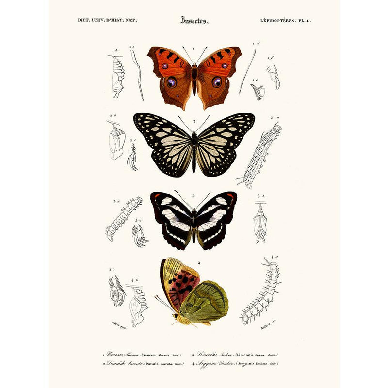 Sciences Naturelles - Papillon Vanesse