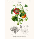 Sciences Naturelles - Passiflore
