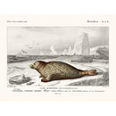 Sciences Naturelles - Phoque