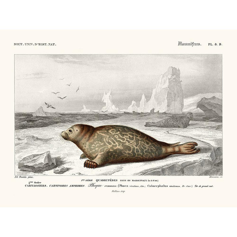 Sciences Naturelles - Phoque