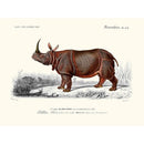 Sciences Naturelles - Rhinocéros