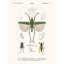 Sciences Naturelles - Sauterelle