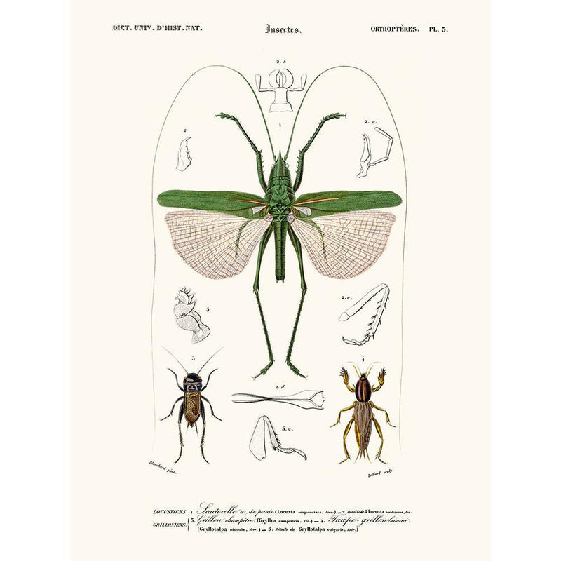 Sciences Naturelles - Sauterelle