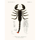 Sciences Naturelles - Scorpion