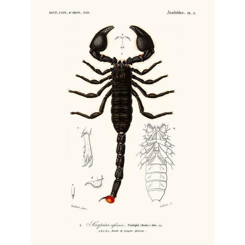 Sciences Naturelles - Scorpion