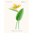 Sciences Naturelles - Strelitzie