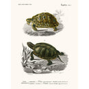 Sciences Naturelles - Tortue
