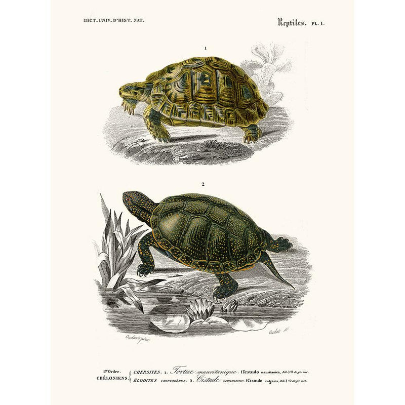 Sciences Naturelles - Tortue