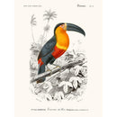 Salam Editions - Toucan