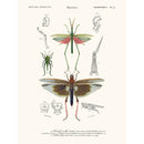 Sciences Naturelles - Truxale