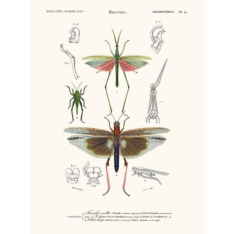 Sciences Naturelles - Truxale