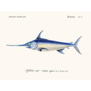 Sciences Naturelles - Xiphias