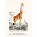 Sciences Naturelles - Girafe