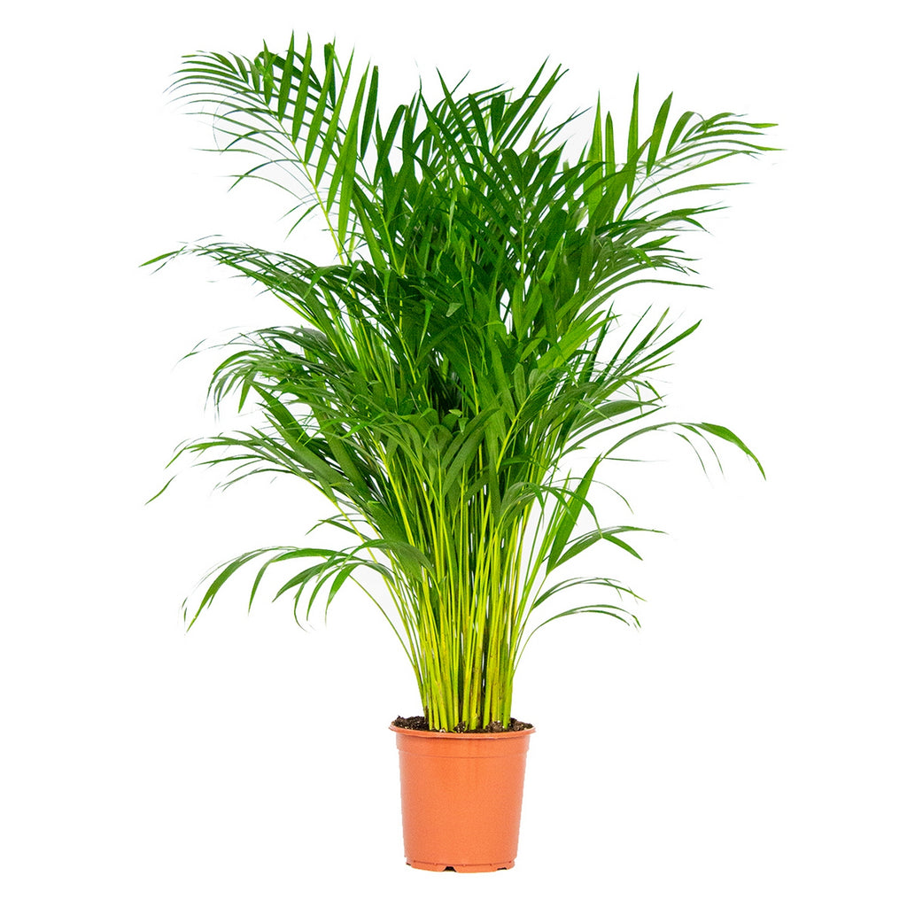 Areca Palm – Indoor Plant