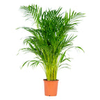 Areca Palm – Indoor Plant