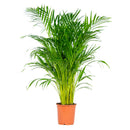 Areca palm