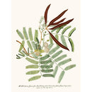 Sciences Naturelles - Accacia