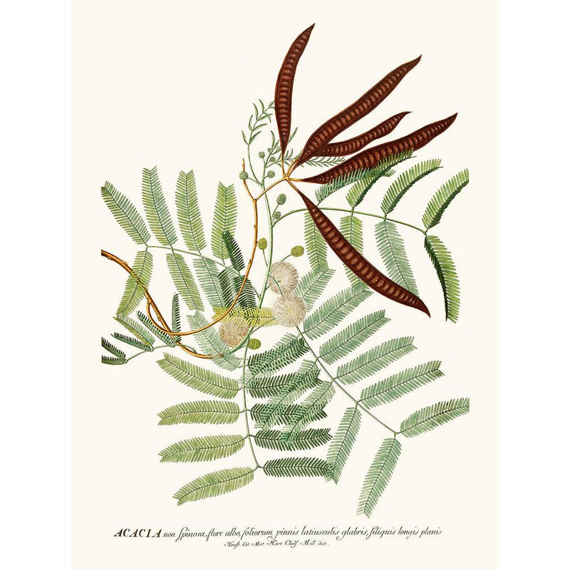 Sciences Naturelles - Accacia