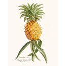 Sciences Naturelles - Ananas