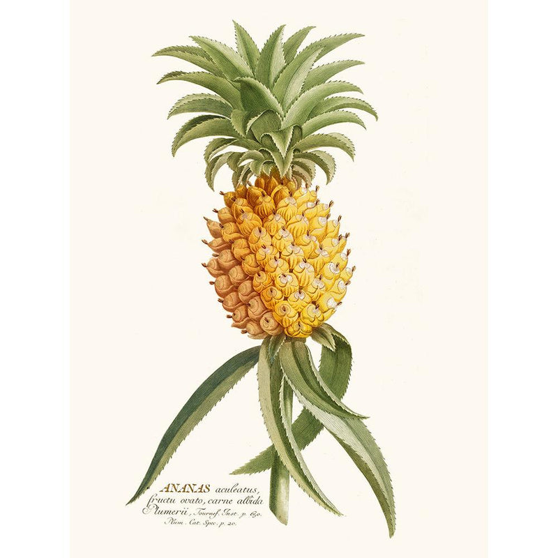 Sciences Naturelles - Ananas