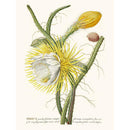 Sciences Naturelles - Cereus