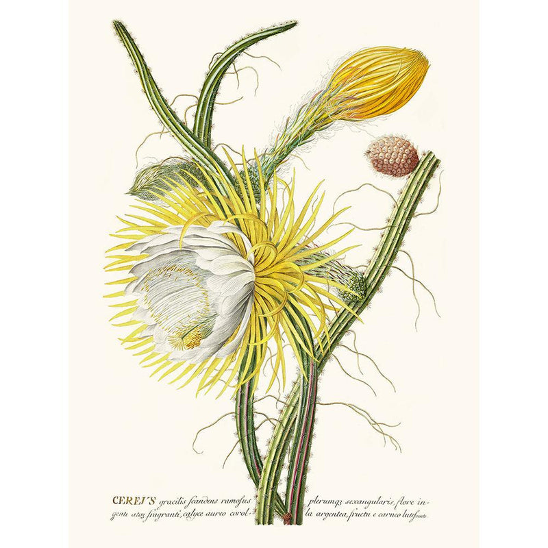 Sciences Naturelles - Cereus
