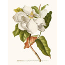Sciences Naturelles - Magnolia