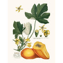 Sciences Naturelles - Papaya