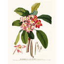 Sciences Naturelles - Plumeria